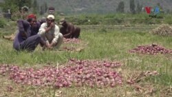 د سوات کروندګر وایي تېر کال یې د مرض د لاسه په پیازو کې تاوان کړی وو خو سږ کال یې فصل ښه دی